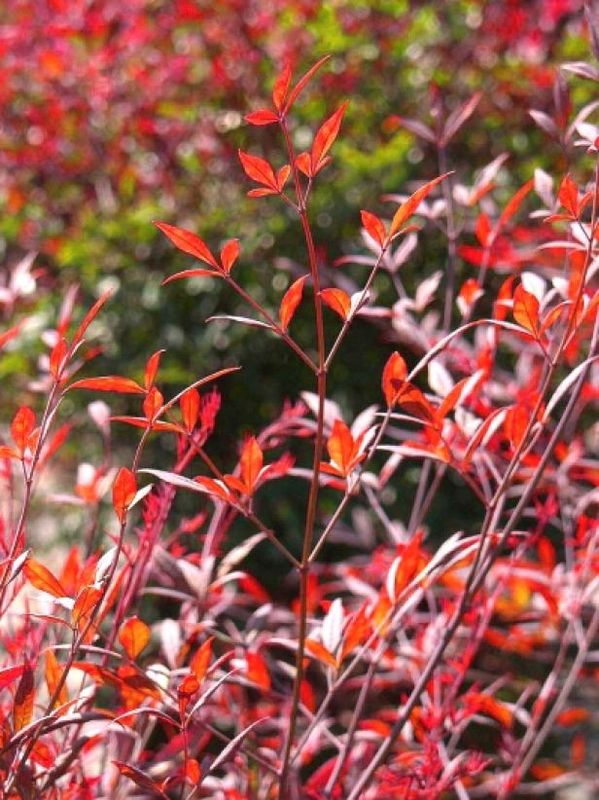 Le piante con interesse autunnale mantengono il colore in arrivo / All'aperto