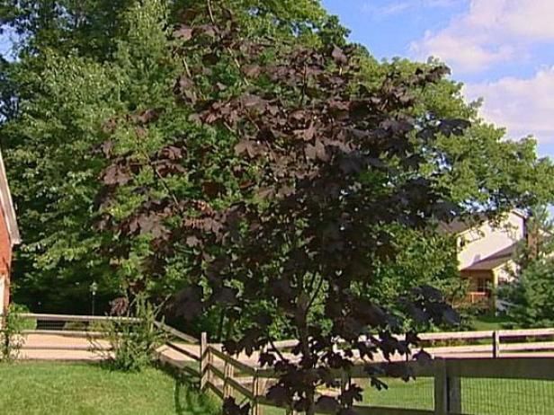 Plantas con interés durante todo el año / Al aire libre