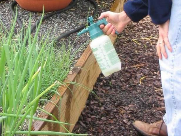 Protegiendo Plantas De Cebolla / Al aire libre