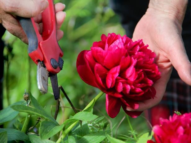 Potatura e taglio delle peonie / All'aperto