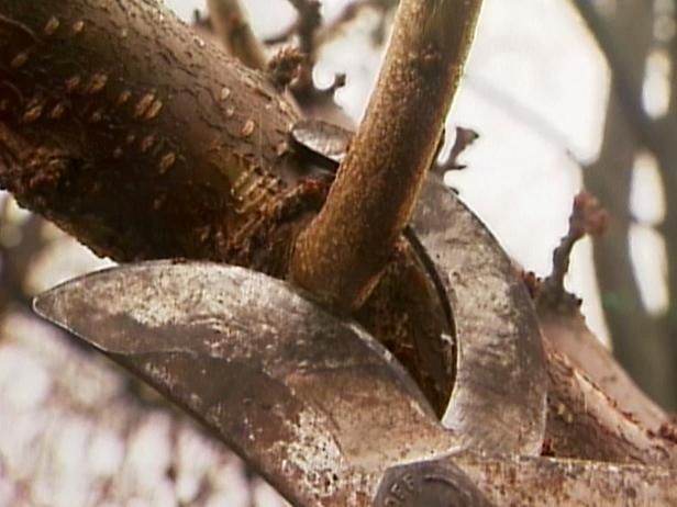 Potatura di alberi e arbusti / All'aperto