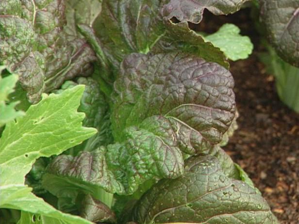 Légumes à croissance rapide au printemps et à l'automne / En plein air