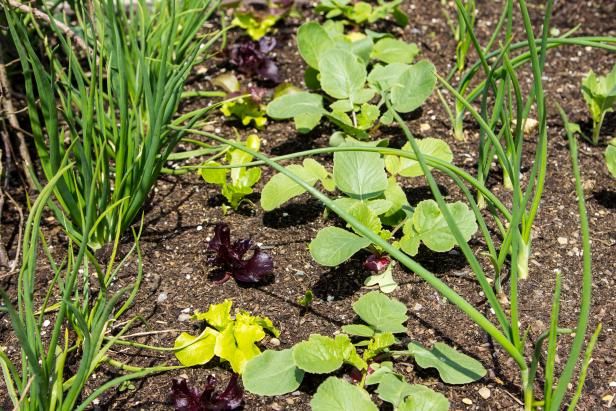 Radish Companion Planting / Utomhus