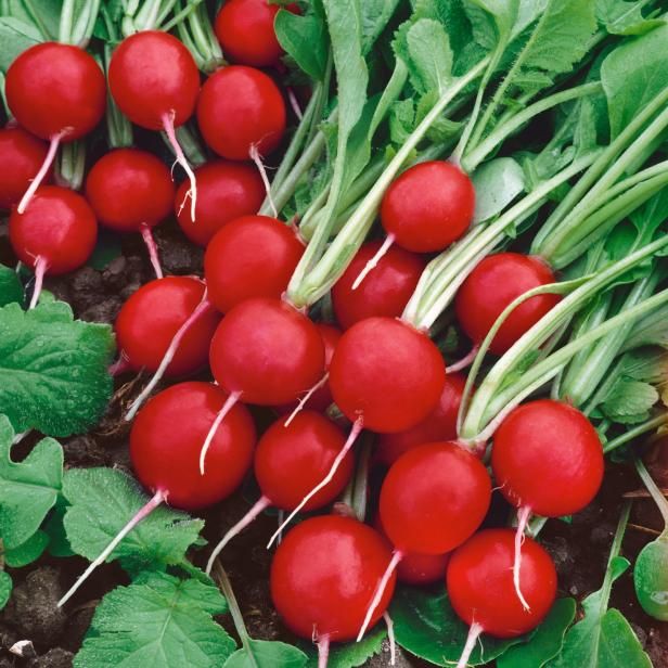 Radish Plants / Utomhus