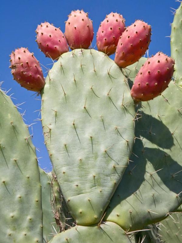 Sällsynta och ovanliga succulenter / Utomhus