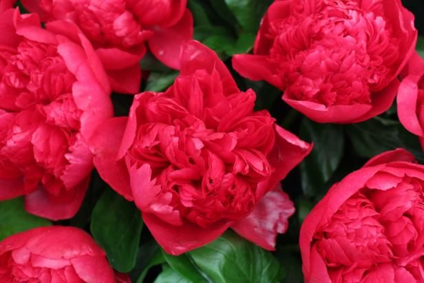 Pivoines rouges / En plein air