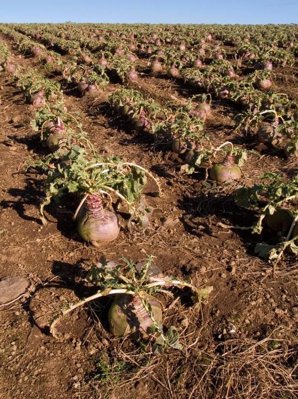 Rutabaga Seeds / buitenshuis