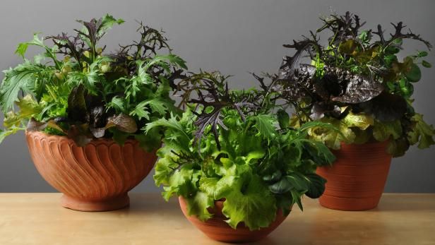 Scrappy Little Plants om binnenshuis te kweken voor eten of plezier / buitenshuis