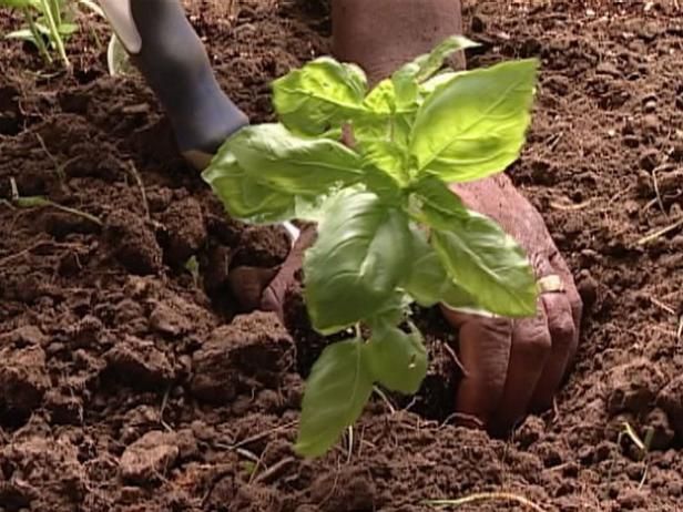 Quelques conseils pour la plantation d'herbes sensées / En plein air