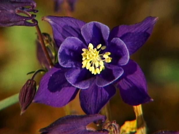 Lente kleuren voor de tuin / buitenshuis