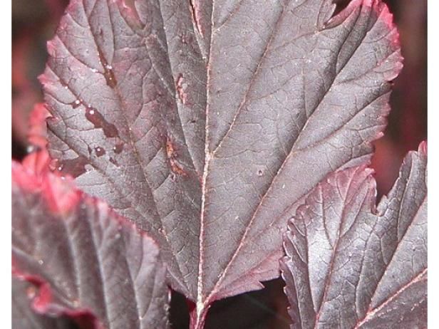 Summerbine Ninebark et autres variétés de plantes / En plein air