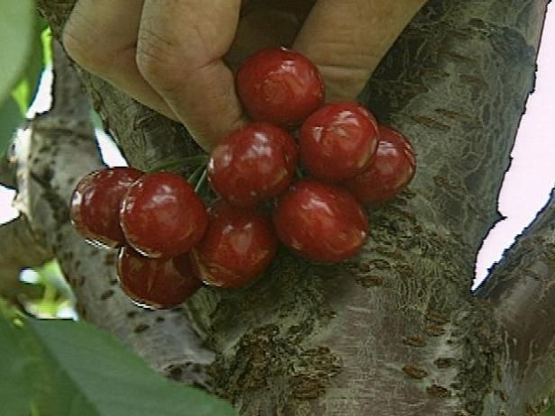 Cerises douces et acidulées / En plein air