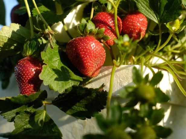 Tips för växande jordgubbar / Utomhus
