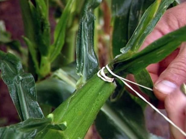 Consejos para proteger el maíz de enfermedades, plagas y animales / Al aire libre