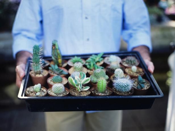 Vetplanten transplanteren en telen