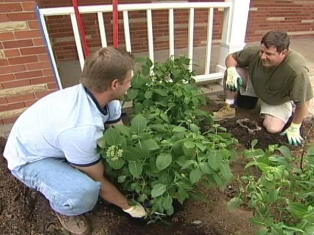 Transplante Hydrangeas