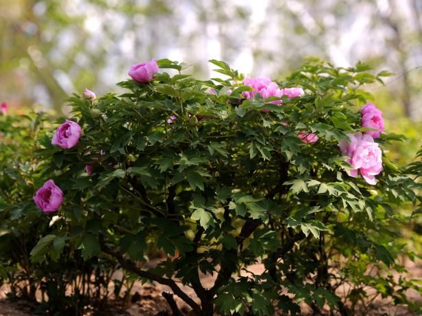 Peonie trapiantate