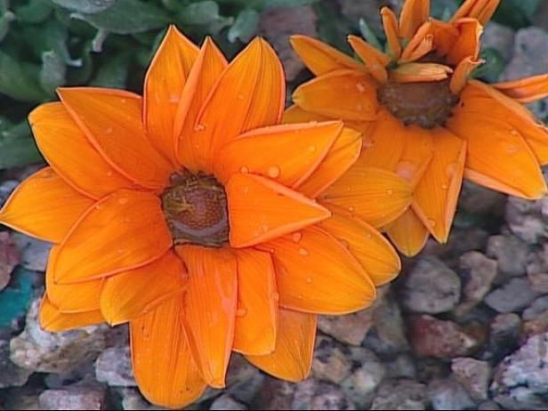 Flor del tesoro y otras plantas llamativas / Al aire libre