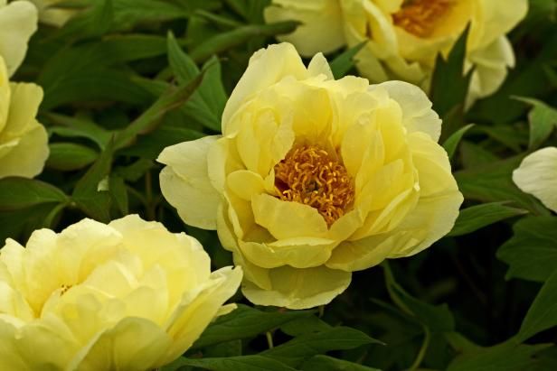 Pivoines arbustives