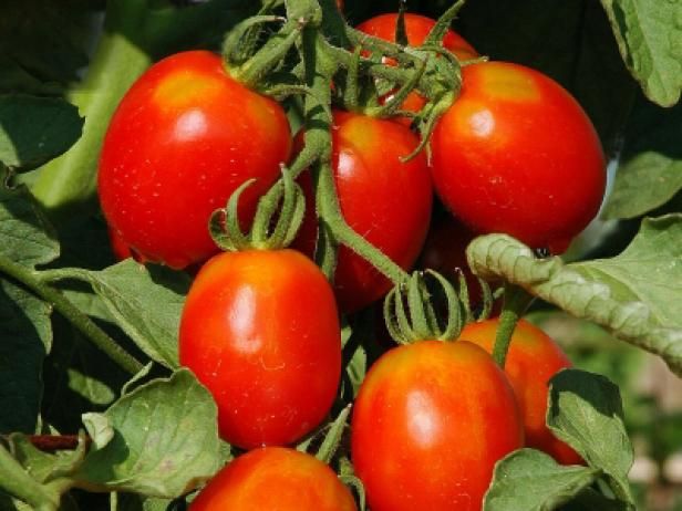 Comprendere le malattie del pomodoro / All'aperto