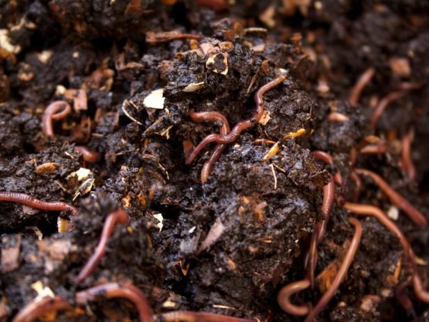 Vermicomposting 101 / Utomhus