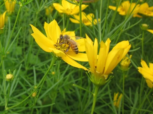 Varför behöver du ett bietbad i din trädgård
