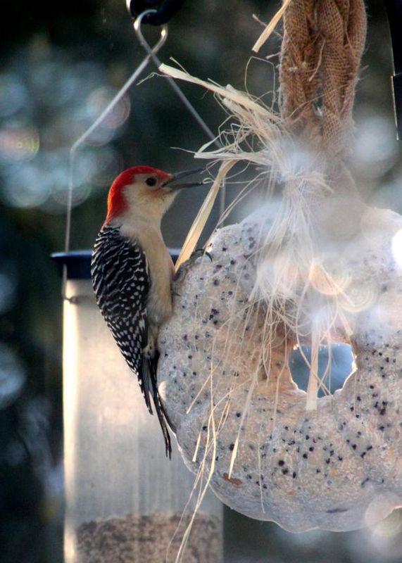 Skapa en Suet Bird Seed Wreath / Gör och dekorera