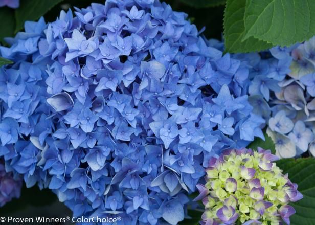 Tørking av blomster En rask måte å gjøre / Lag og dekorere