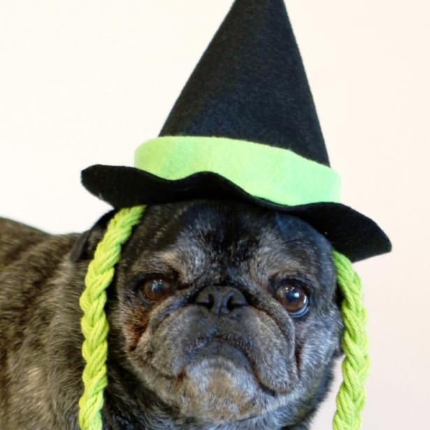 Wie man einen Halloween-Hexenhut für deinen Hund herstellt