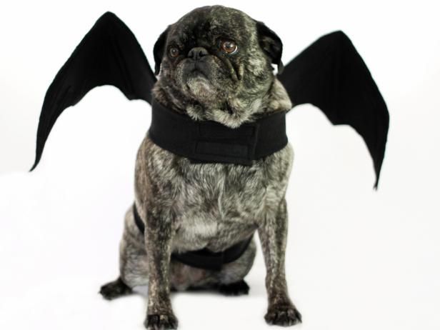 Hoe Bat Wall Halloween Kostuum voor een hond te maken / Maken en versieren