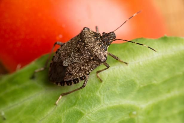 9 klare måter å holde stink bugs unna / Vedlikehold og reparasjon