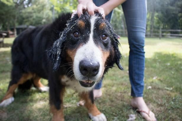 Wie man leichtes Hafermehl-Hundeshampoo macht