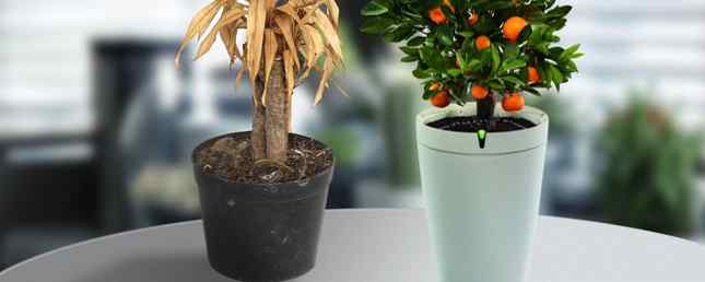 Never Kill a Plant Again 7 Gadget per farti diventare un professionista del giardinaggio