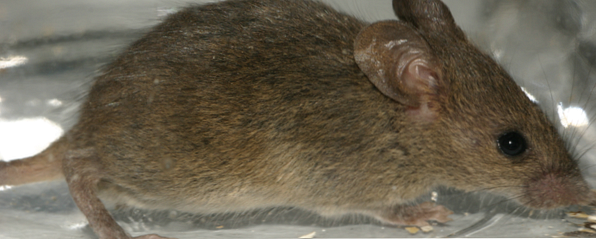 Experiment met licht geheugen heeft invloed op muizen, zoals een MIB neureur